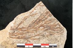 Foto (Detailansicht) von Glyptostrobus europaeus Brongniarti (NHMW-GEO-2024-0188-8077)